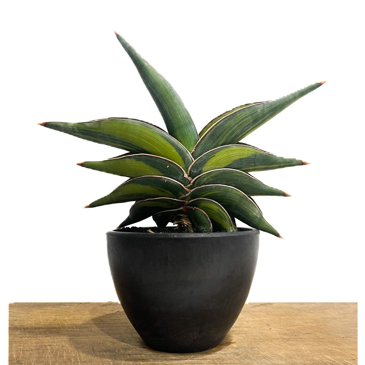 サンセベリア ロリダ 斑入り「Sansevieria rorida var.」6/1-720 