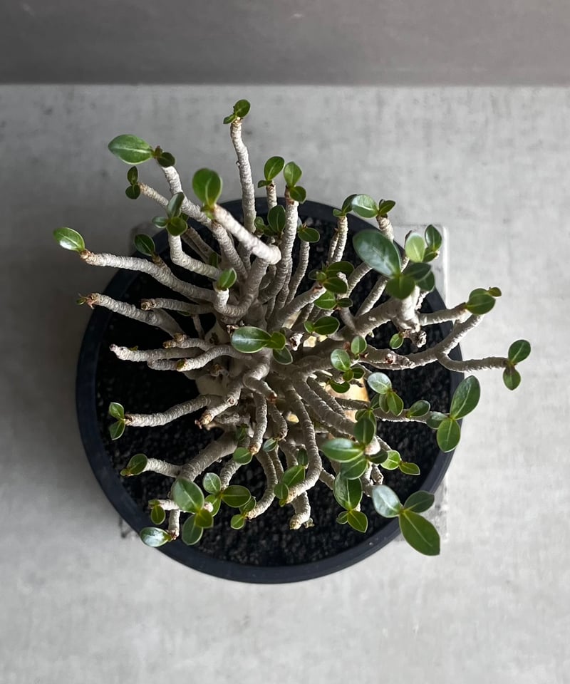 アデニウム オベスム スモールリーフ “選抜個体” 「Adenium obesum