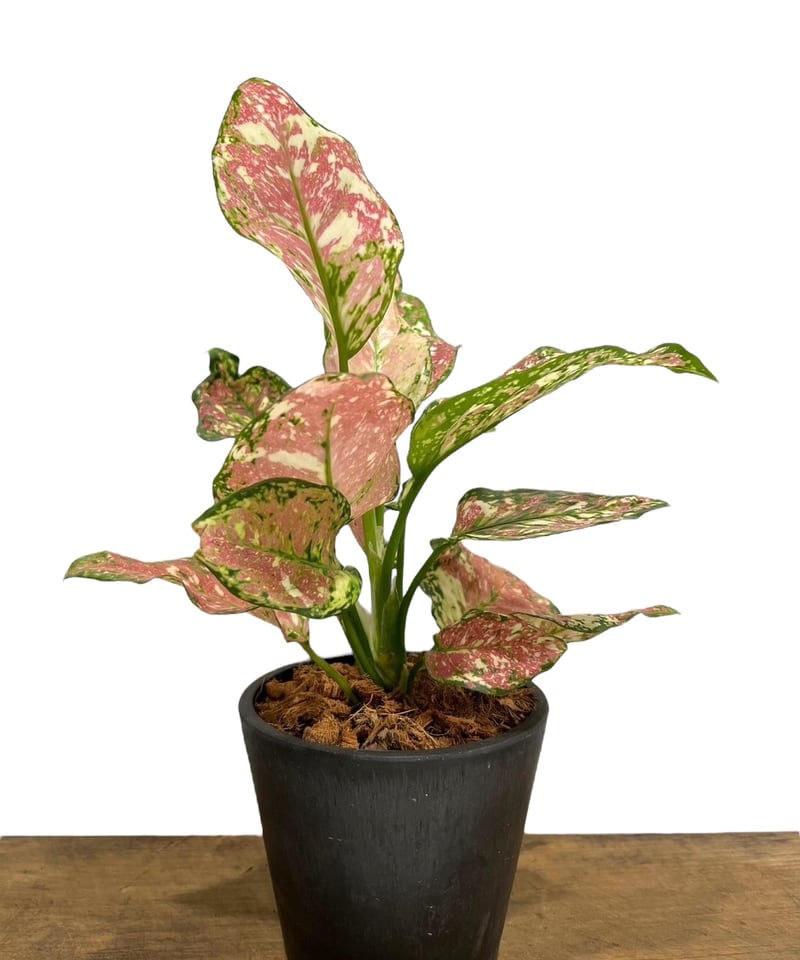 アグラオネマ アンヤマニー トリカラー「Aglaonema Unyamanee Tricolo