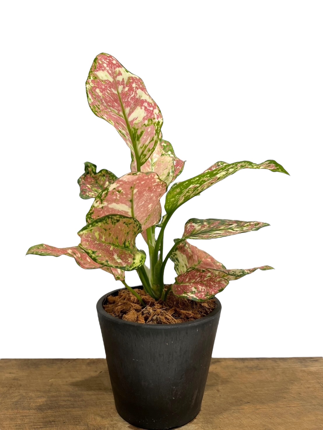 アグラオネマ アンヤマニー トリカラー「Aglaonema Unyamanee Tricolo