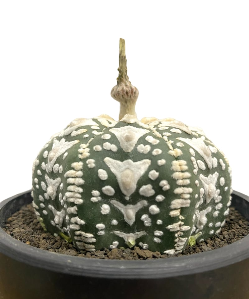 アストロフィツム 兜 V タイプ(実生) 「Astrophytum asterias V ty