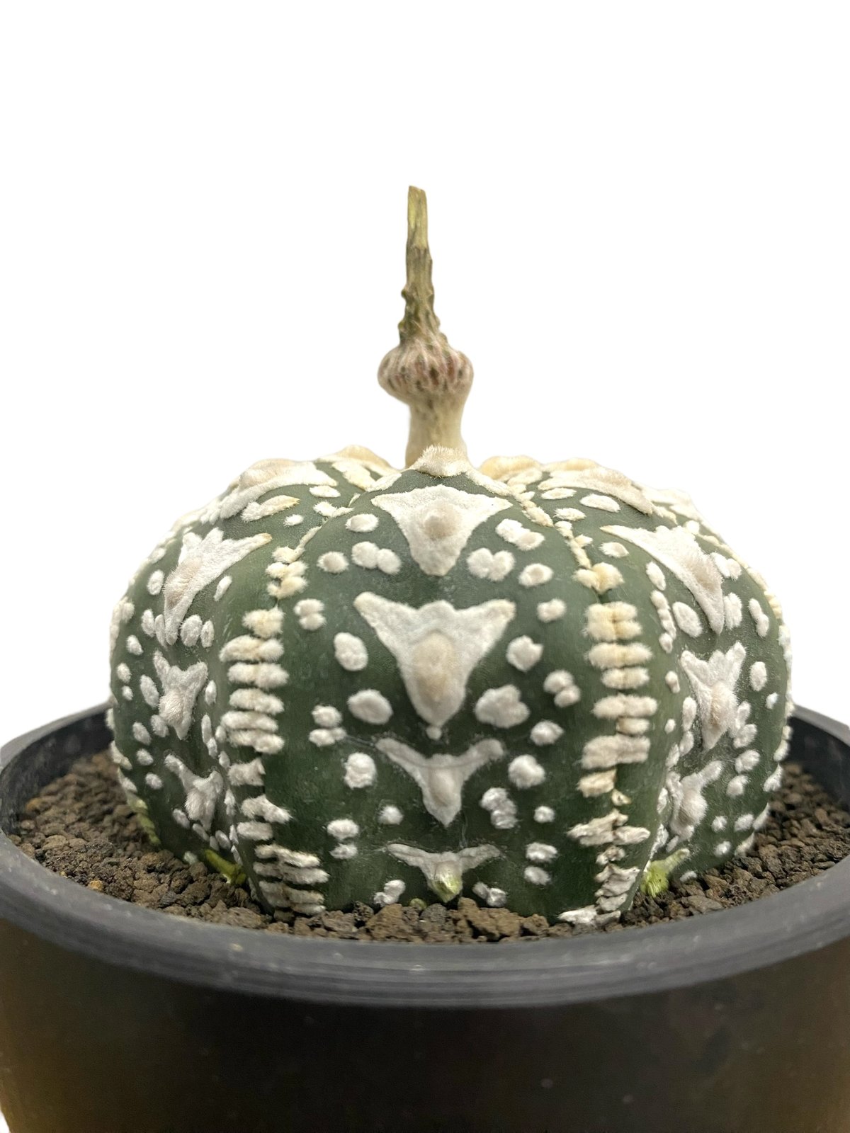アストロフィツム 兜 V タイプ(実生) 「Astrophytum asterias V