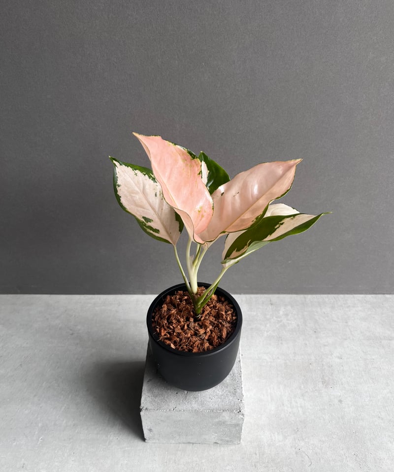 アグラオネマ コーチン ピーチ 「Aglaonema Cochin.Peach」59B | S