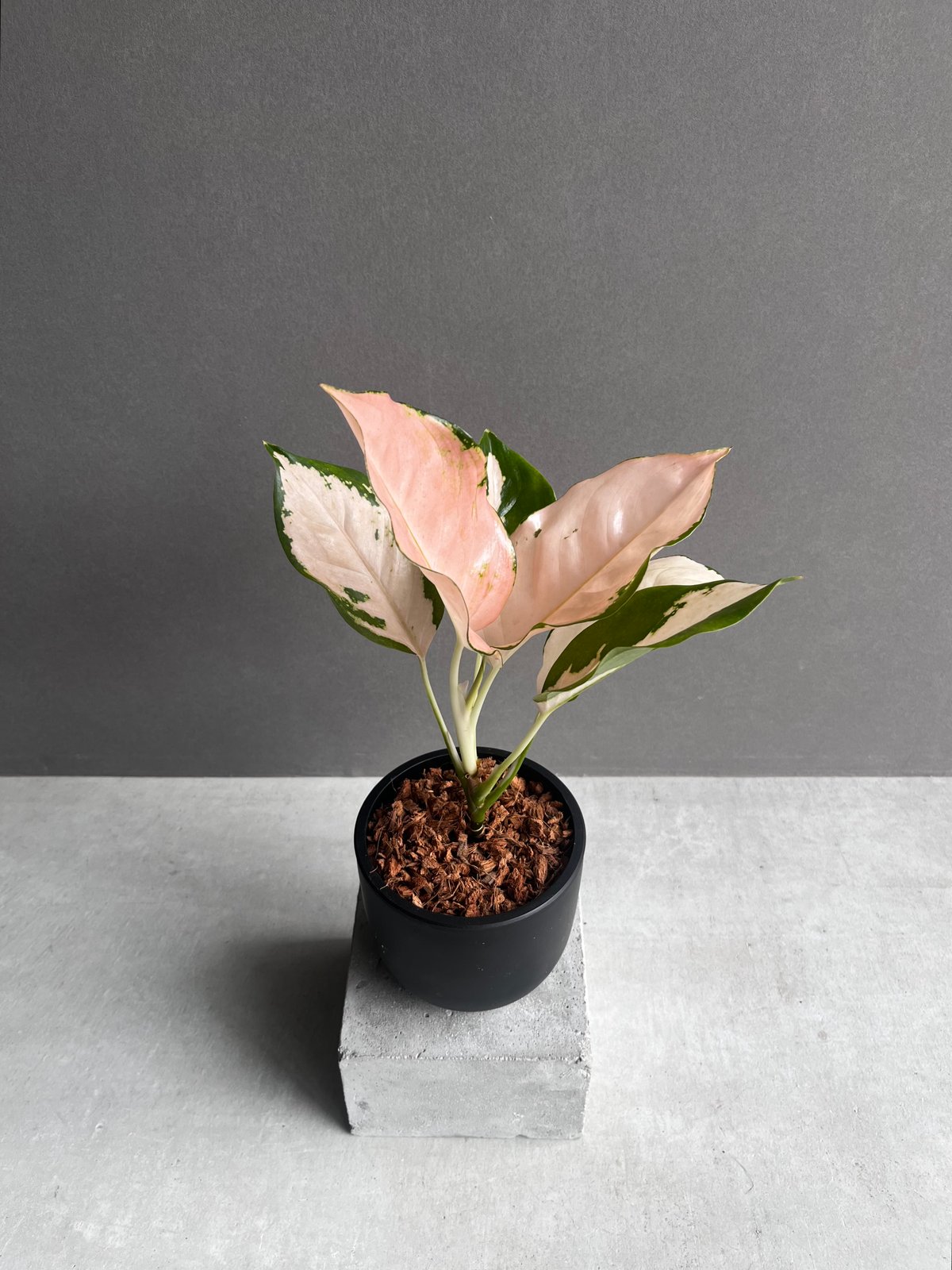 希少　無機質用土　大株　アグラオネマ　コーチンピーチ　４号 希少 無機質用土 大株 アグラオネマ コーチンピーチ 4号 - メルカリ