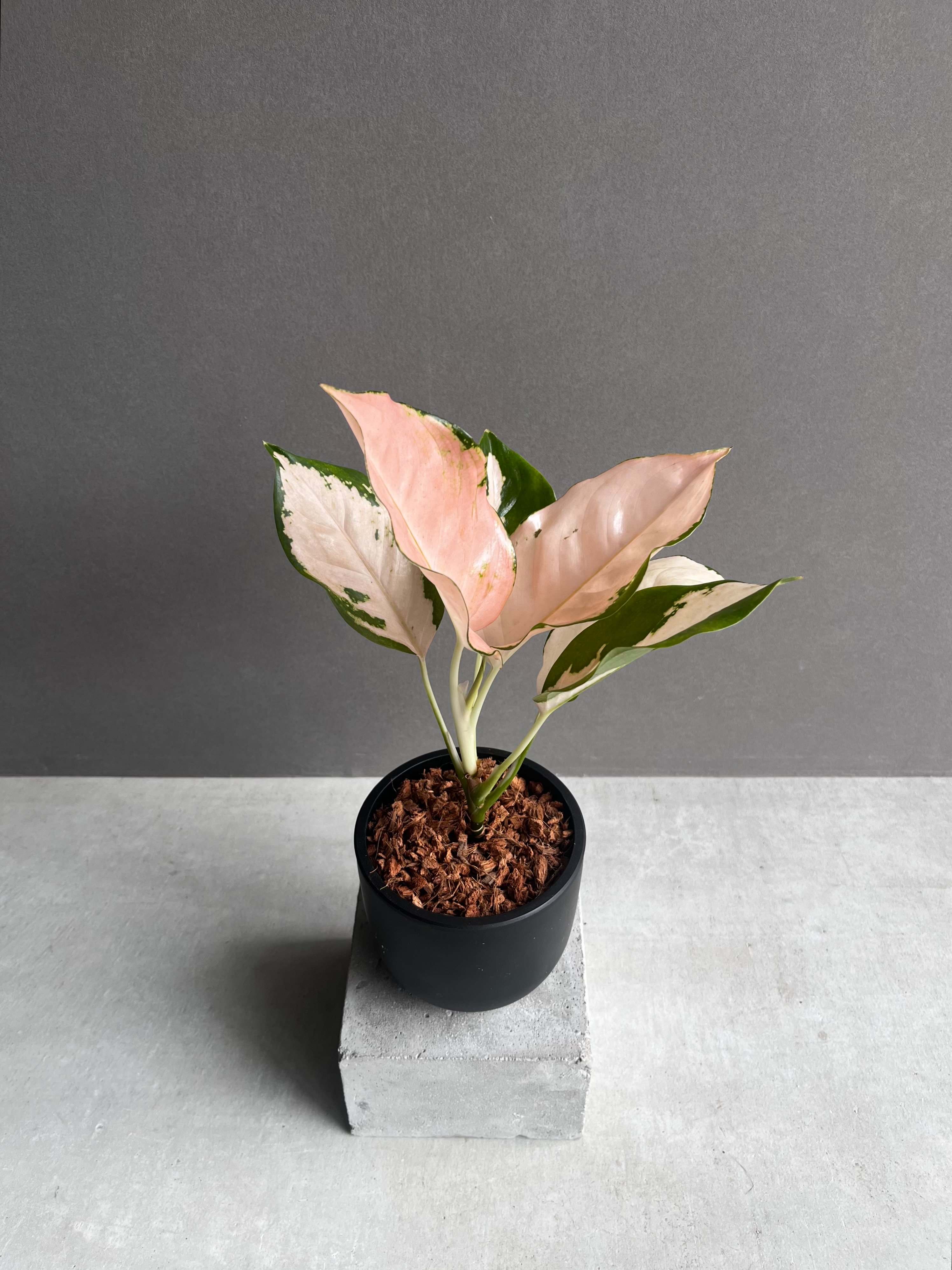 アグラオネマ コーチン ピーチ 「Aglaonema Cochin.Peach」59B | S