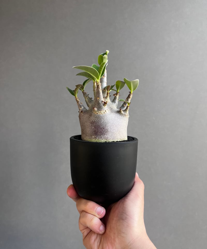 アデニウム アラビカム スーパー ドワーフ “ブラック” 「Adenium