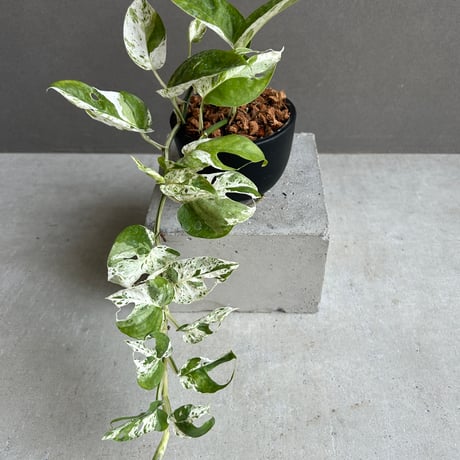 エピプレムヌムデビルモンスター(epipremnumdevil) エピプレムヌムデビルモンスター(epipremnumdevil)