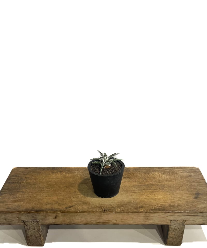 ディッキア ズゴック x リトルウイング「Dyckia Z'gok x
