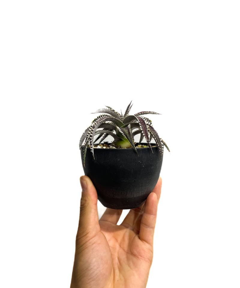 ディッキア レッドリボン「Dyckia Red Ribbon」13E-1 | SHOUCHIKUEN