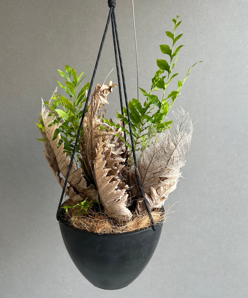 ドリナリア クエルシフォリア + ハンギングポット 「Drynaria