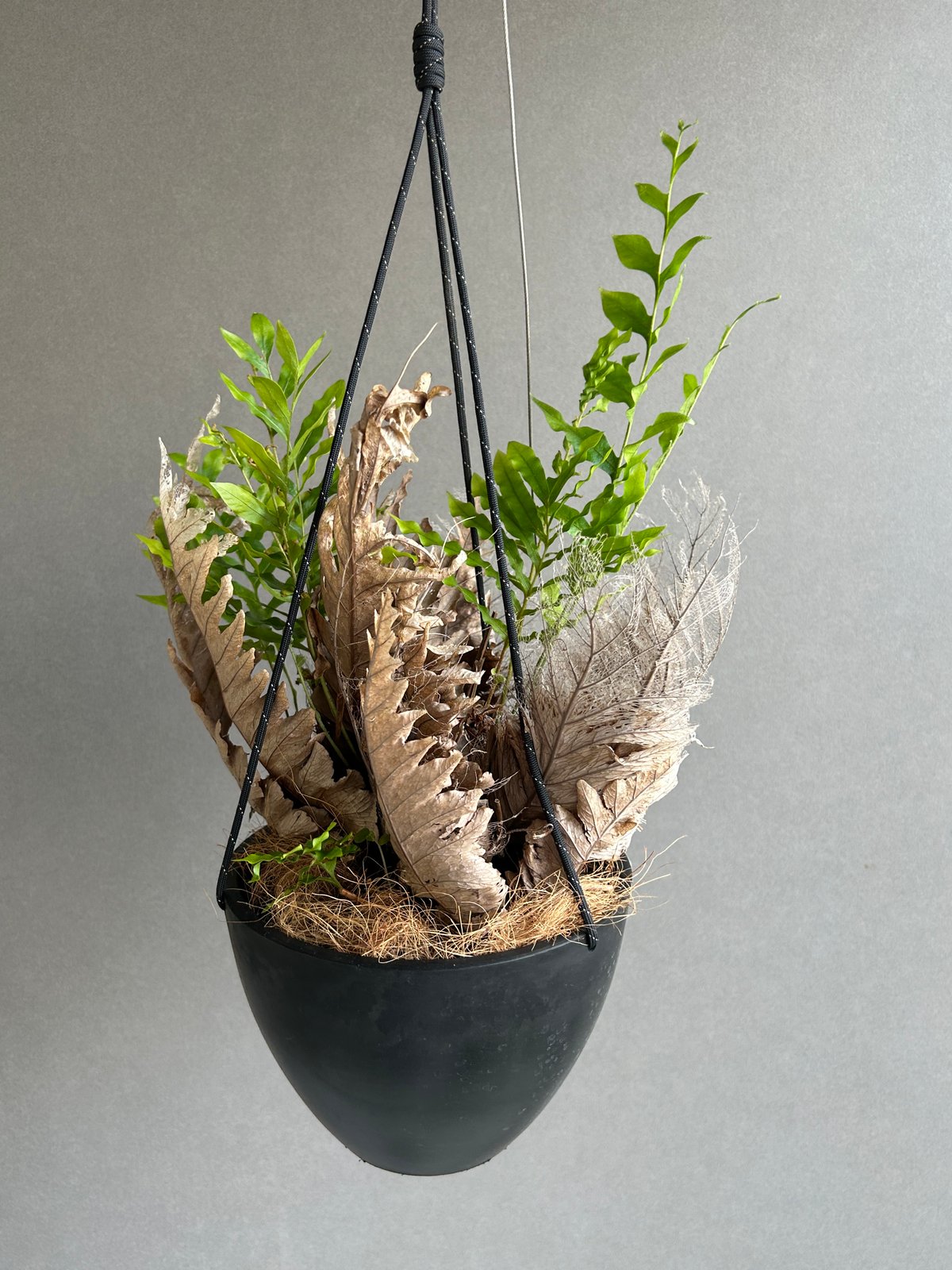 ドリナリア クエルシフォリア + ハンギングポット 「Drynaria