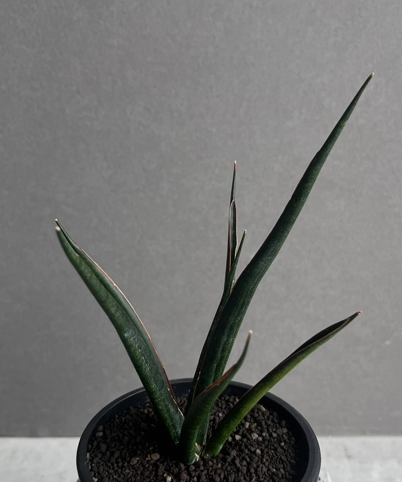 サンセベリア ブラック カラバオ 「Sansevieria Black Carabao