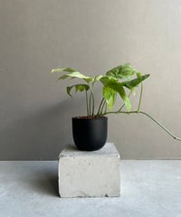 ビカクシダ ウィリンキー cv. ノース スター スポアリング セレクト「P