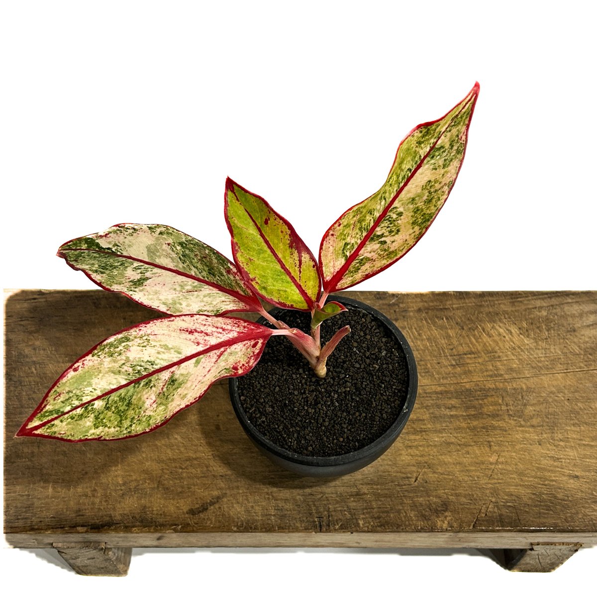 激レア　アグラオネマ　Aglaonema サイアムオーロラ アグラオネマ サイアムオーロラ 販売中！ #アグラオネマ