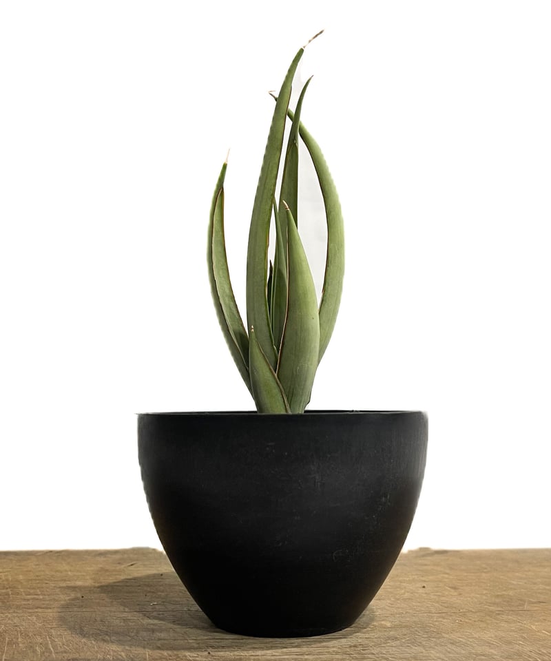 サンセベリア ヘルファイア「Sansevieria Hellfire」4/19-361 | S