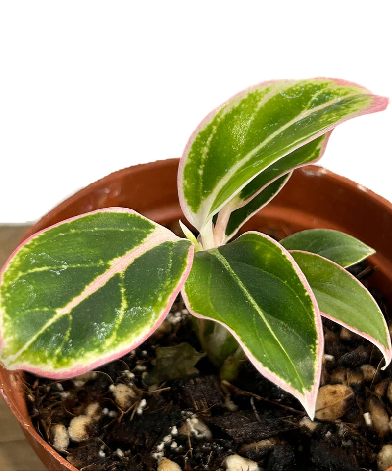 アグラオネマ ロータス デライト「Aglaonema Lotus Delight」5 アグラオネマ ロータス デライト「Aglaonema Lotus Delight」5