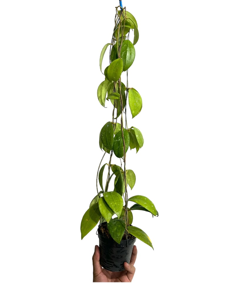 ホヤ エリスロステマ ショッキング ピンク「Hoya Erythrostemma Shocki