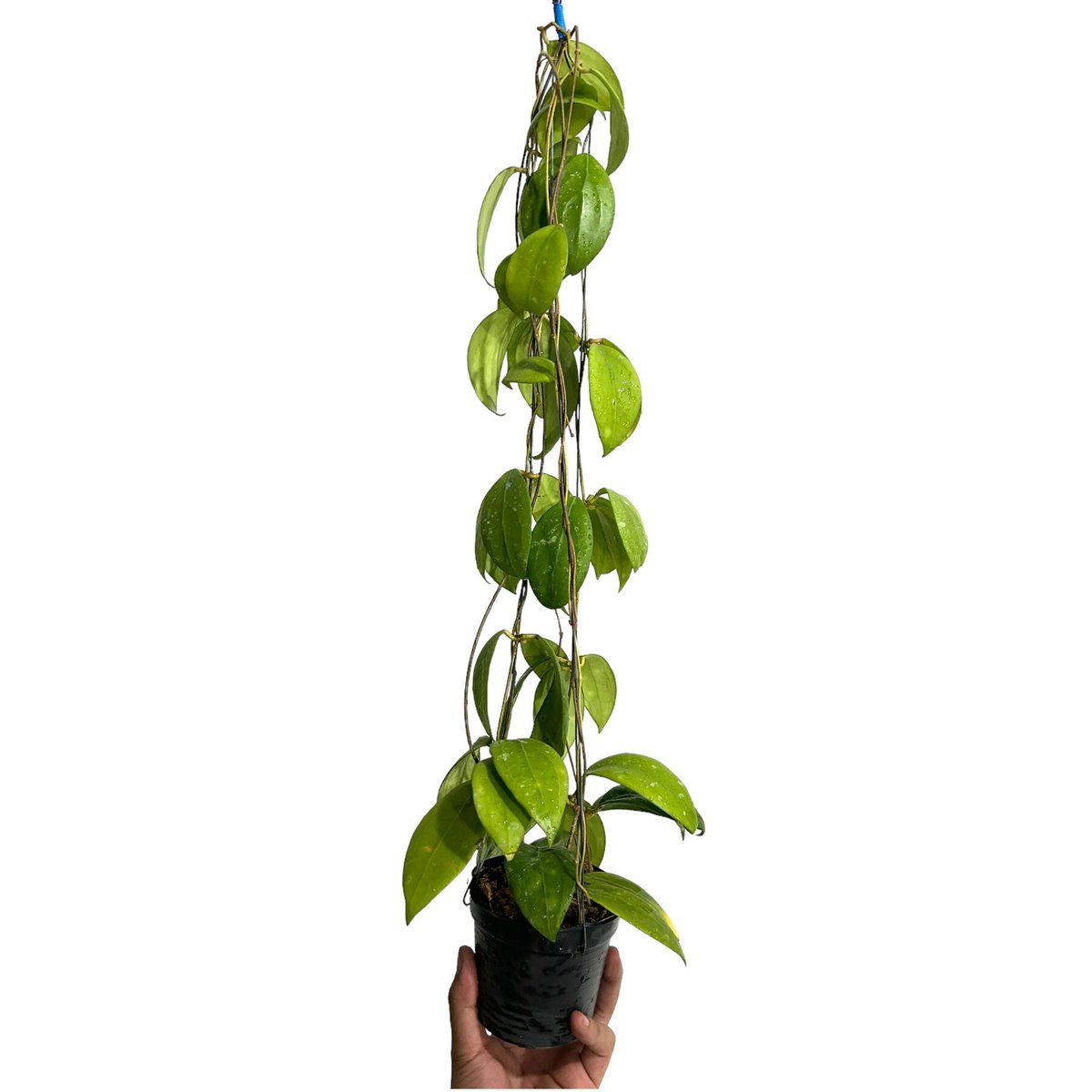 ホヤ エリスロステマ ショッキング ピンク「Hoya Erythrostemma Shocki