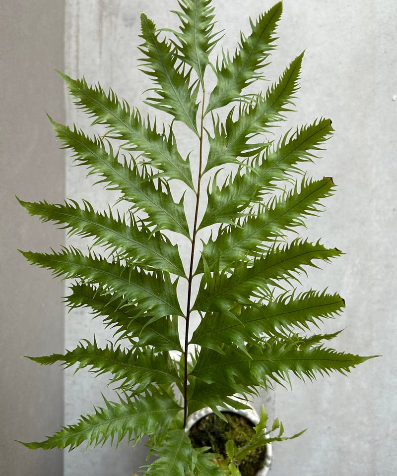 ドリナリア フロリダ + YON-HACHI「Drynaria florida」76L | S