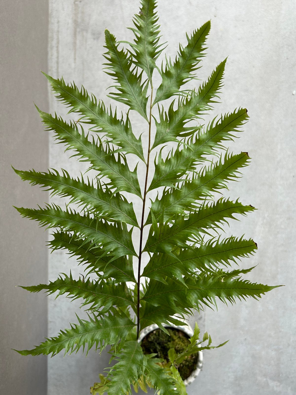 ドリナリア　フロリダ ドリナリア フロリダ + YON-HACHI「Drynaria florida」76L | S