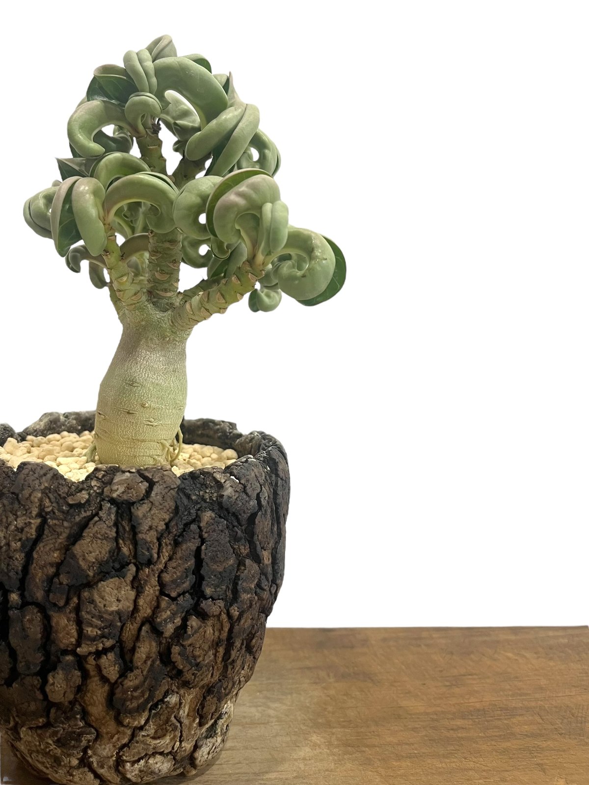 Aeternum Desiderium\"（アエテルヌム・デシデリウム）※取置商品 CURIOSITY 36 T focus ブラック H360mm - YAMAGIWA OnlineStore