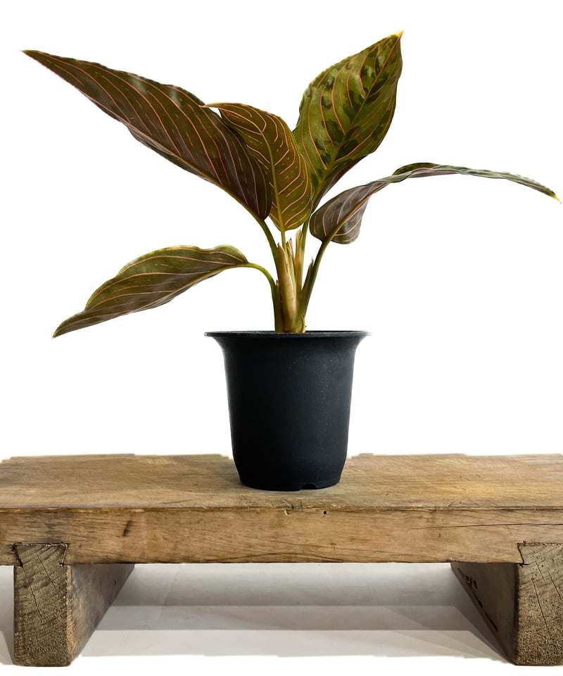 アグラオネマ レッドアーミー「Aglaonema Red Army」1/12 | SHOUCH