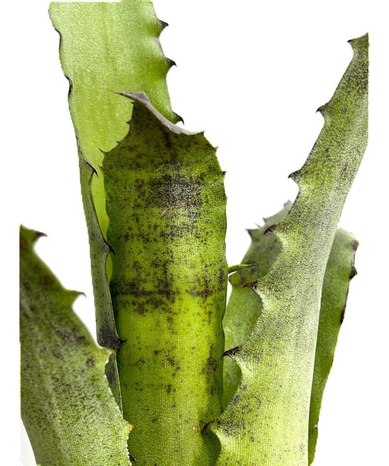 ホヘンベルギア レオポルドホルスティ× sp.357「Hohenbergia Leopold