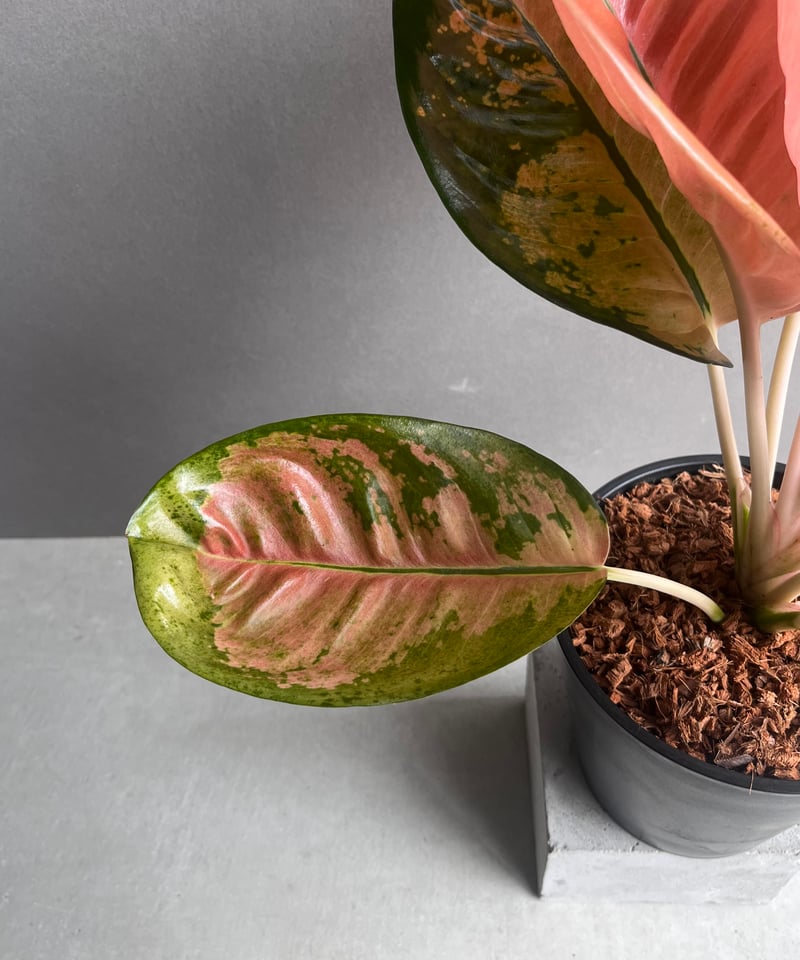アグラオネマ スターバックス「Aglaonema Starbucks」56A