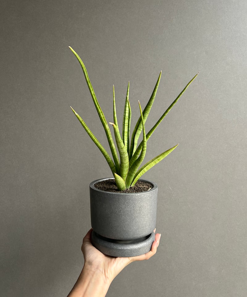 サンセベリア コヨーテ+STAND BY ME POT 「Sansevieria Coyote