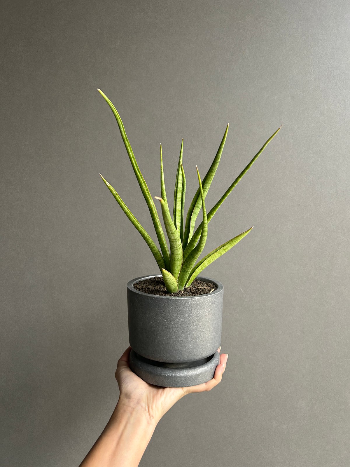 サンセベリア コヨーテ+STAND BY ME POT 「Sansevieria Coyote