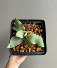 ビカクシダ　ghost ゴースト　子株 ビカクシダ ghost ゴースト 子株