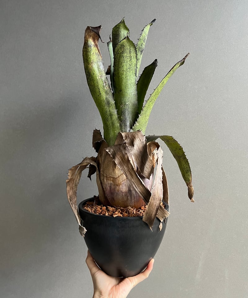 ブロメリア・エアープランツ Hohenbergia leopoldo-horstii x sp.357 送料無料】Hohenbergia sp. 357 × leopoldo-horstii (black