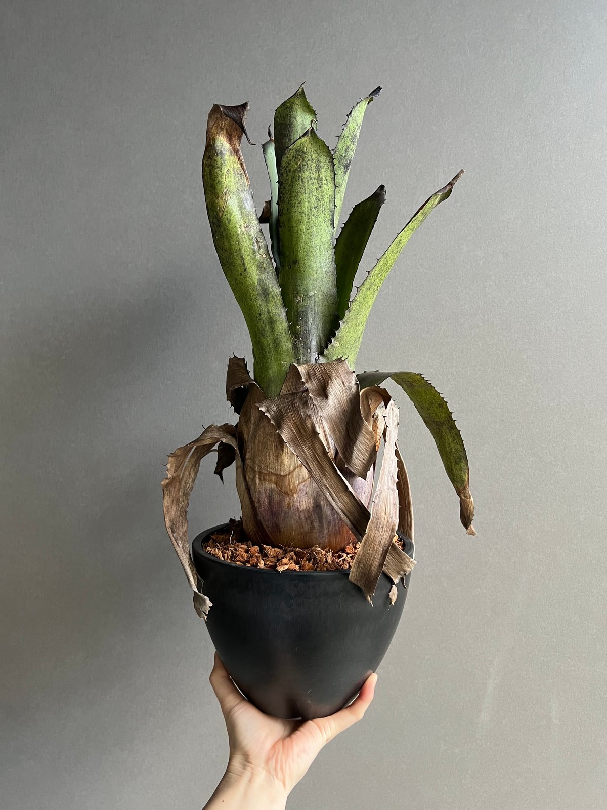 ブロメリア・エアープランツ Hohenbergia leopoldo-horstii x sp.357 Hohenbergia species (sp. 357) - Bird Rock Tropicals