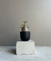 アデニウム アラビカム スーパー ドワーフ タイプ 「Adenium arabicum