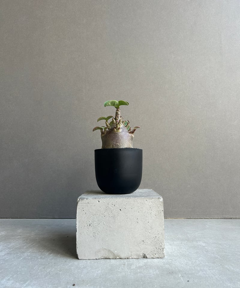 アデニウム アラビカム スーパー ドワーフ “ブラック” 「Adenium