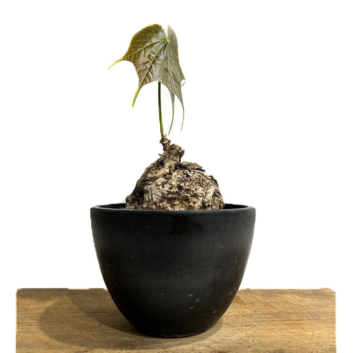 フィルミアナ コロラータ「 Firmiana colorata」7/21-51A | SHOU