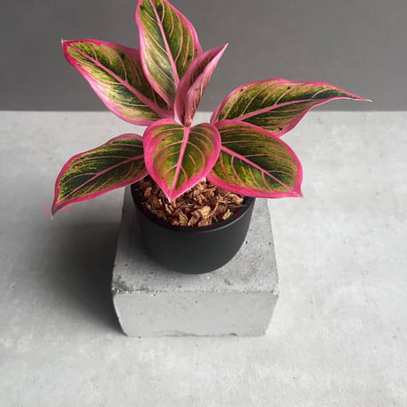 アグラオネマ | STORES