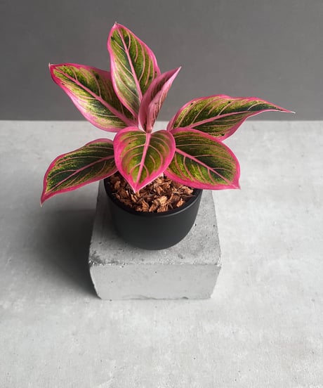 CATEGORY Plants | SHOUCHIKUEN