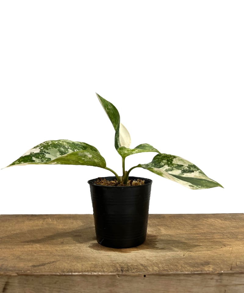 アグラオネマ サイアム ジェイド 「Aglaonema Siam Jade」27J | SHO
