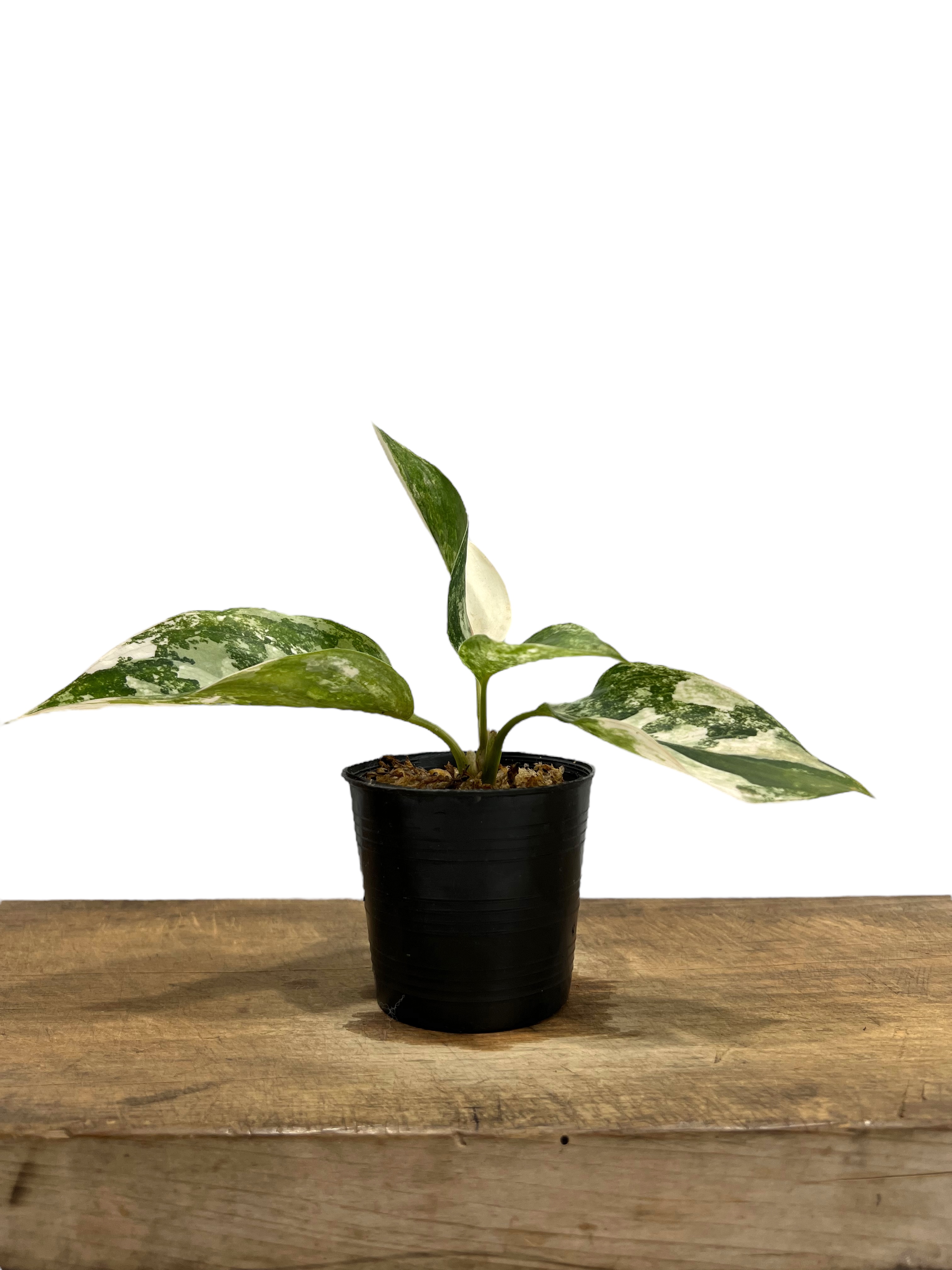 アグラオネマ サイアム ジェイド 「Aglaonema Siam Jade」27J | SHO