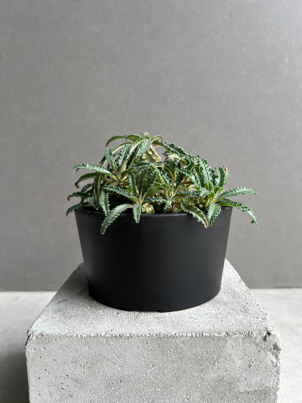 N98146ドルステニア ラブラニー オス/メス 2株セット fit=scale-down,w=1200