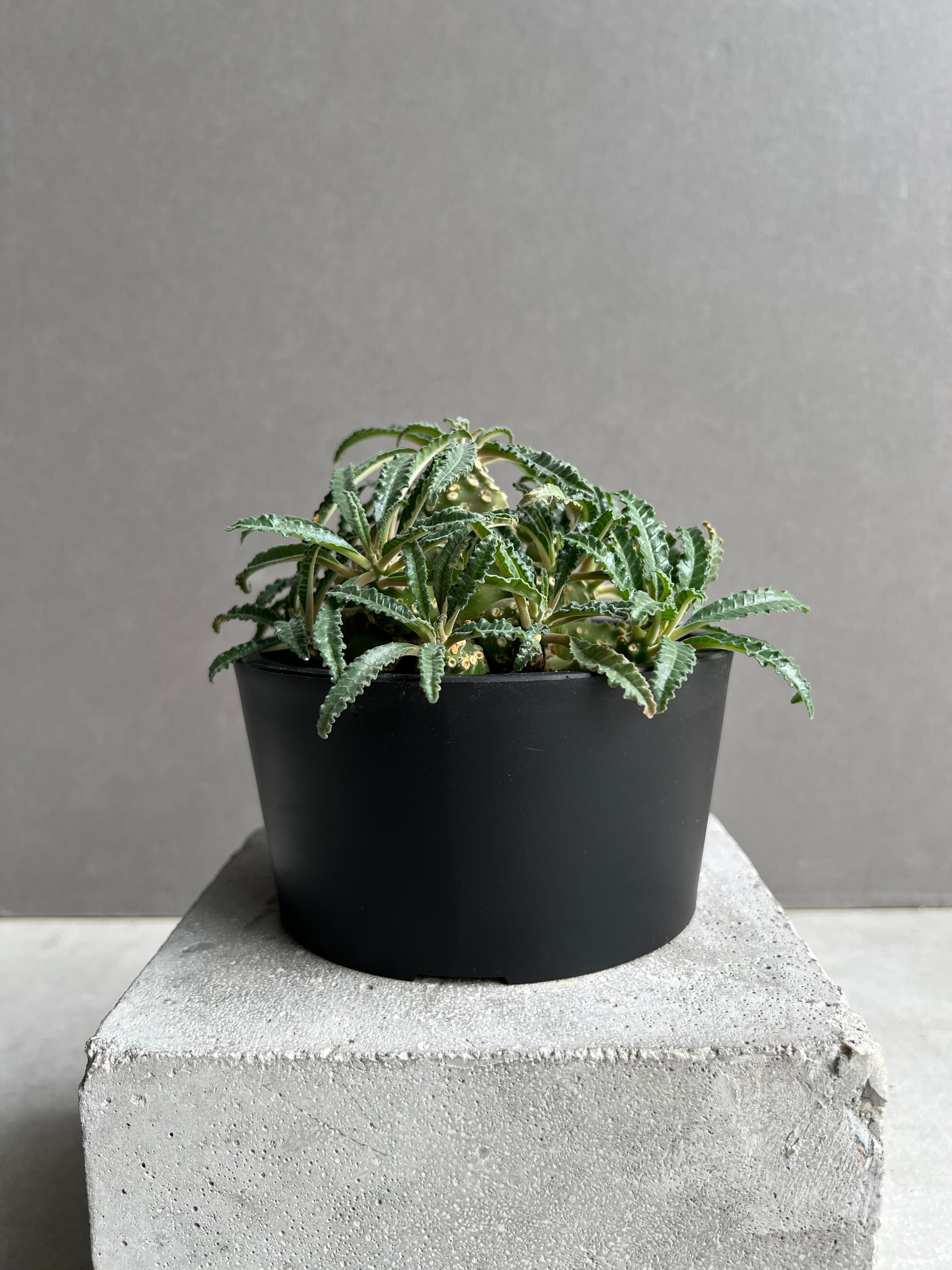 ドルステニア ラブラニー(多頭タイプ) 実生苗 「Dorstenia lavrani seed