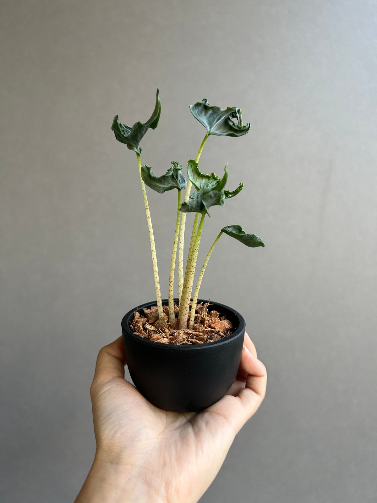 希少　アロカシア　ホーリーグレイル アロカシア ホーリー グレイル “ドワーフ”「Alocasia Holy Grail “ Dw