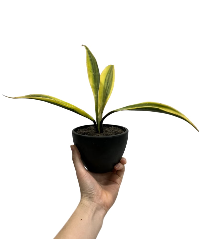 サンスベリア サドワラ ケーブス 斑入り 子株 サンセベリア サンスベリア サドワラ ケーブス 斑入り 子株 サンセベリア