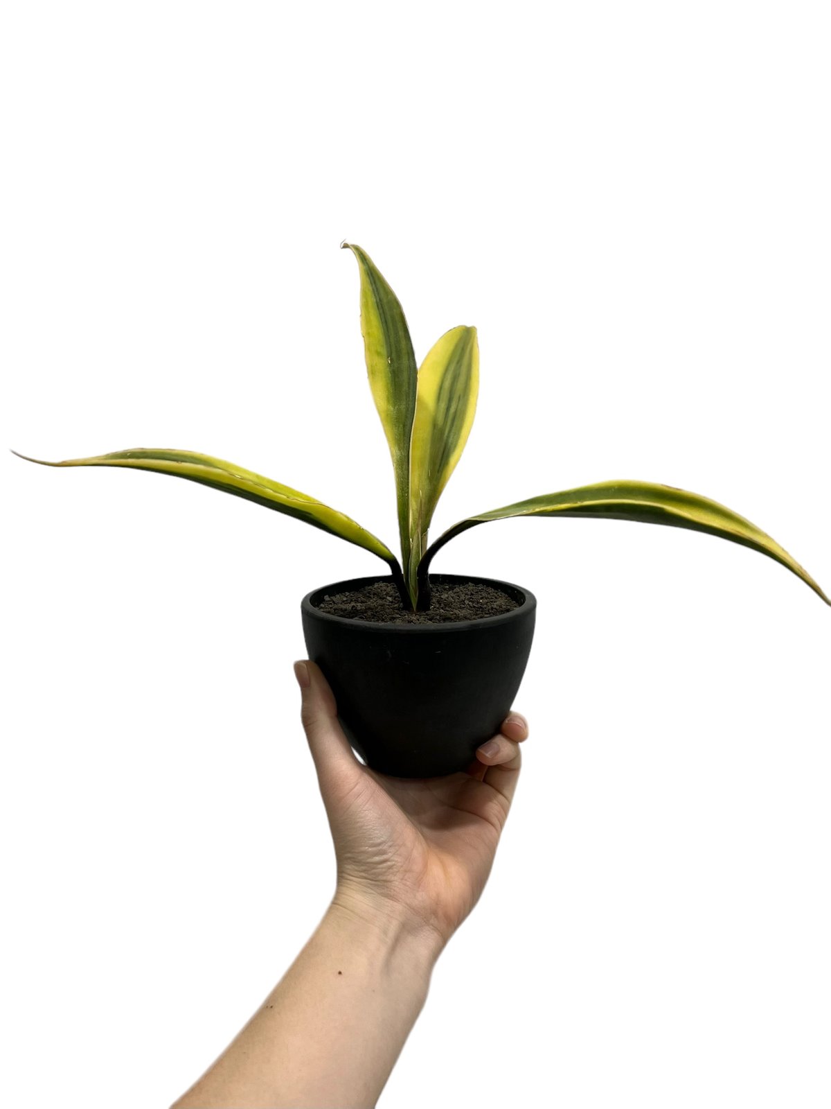 サンスベリア ブラックパール 斑入 S. Black Pearl Var サンスベリア ブラックパール 斑入 S. Black Pearl Var