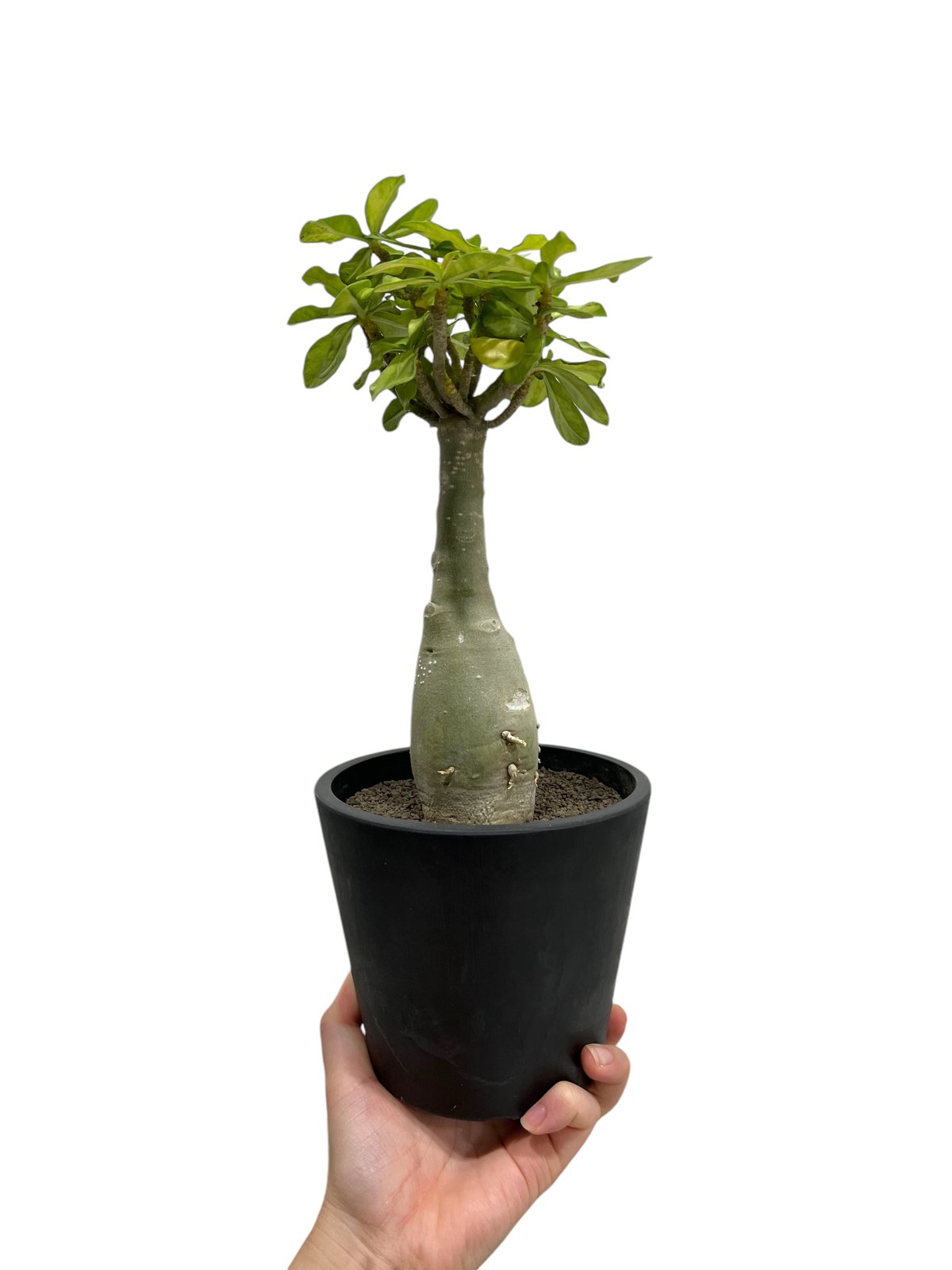 Adenium 'Thong Mon'（アデニウム・トンモン） アデニウム・トンモン