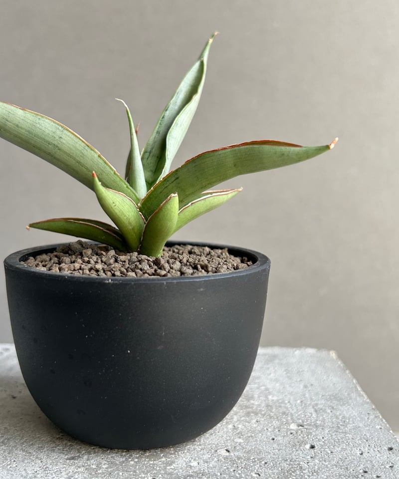 サンスベリア semanggi サンセベリア sansevieria サンスベリア ヘッジホッグ 2 Sansevieria Hedgehog | My-Favth
