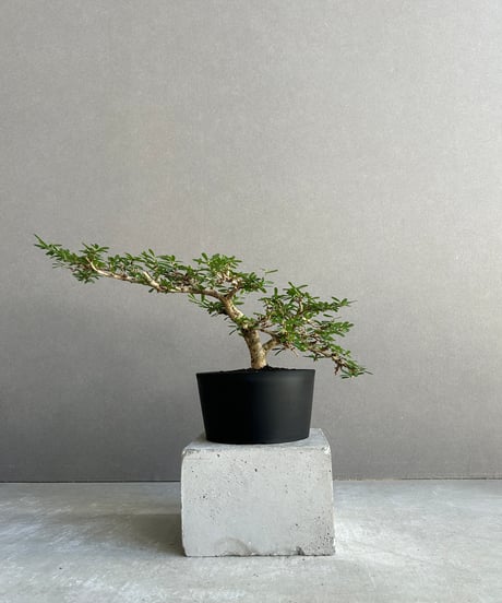 ゴートスカル盆栽 ゴートスカル盆栽 CATEGORY ”UCHI