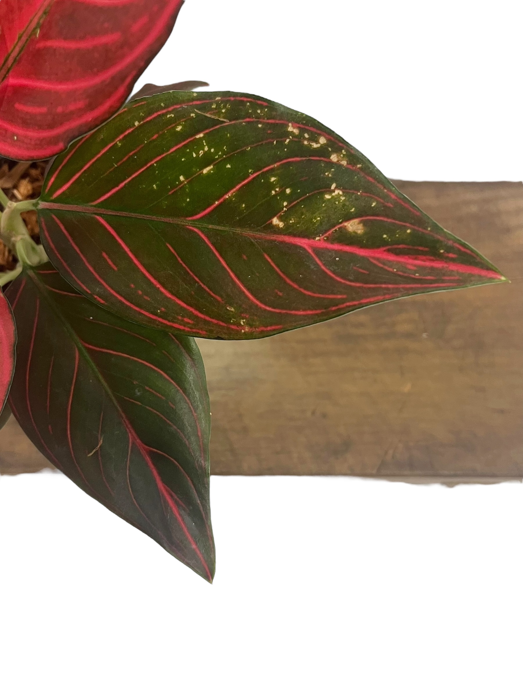 アグラオネマ レッド ベイン 「Aglaonema Red Vein」36U | SHOUCH