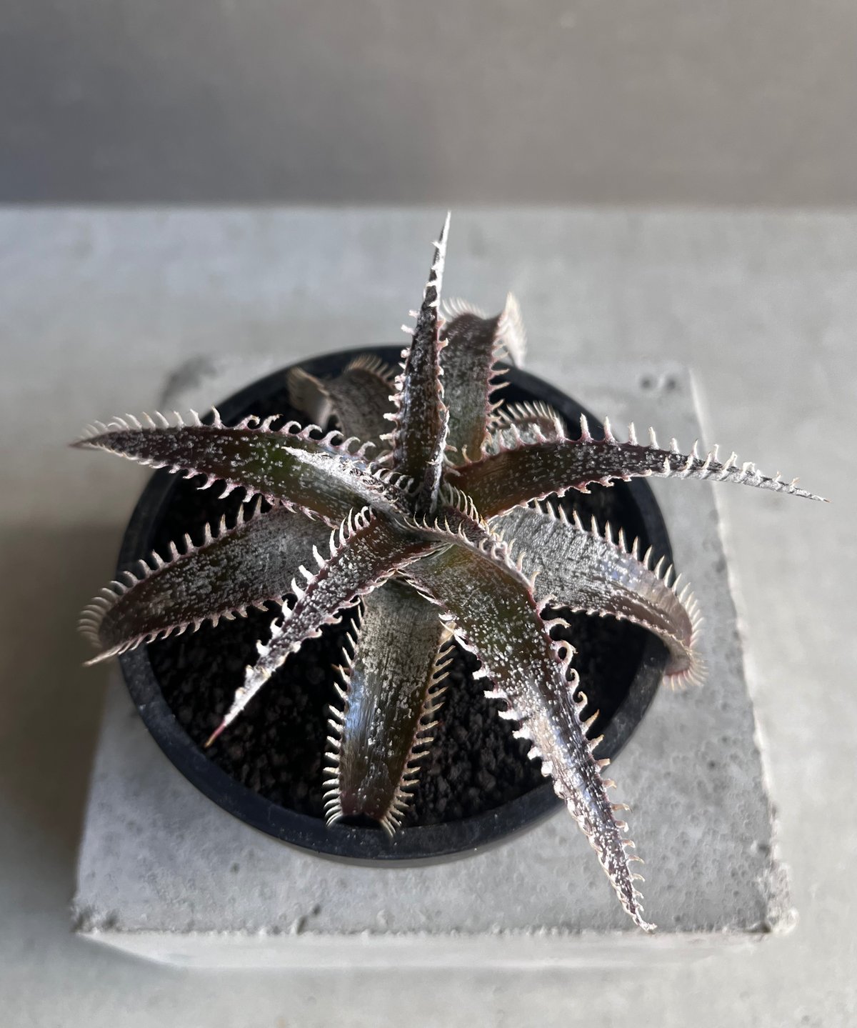 ディッキア ハイブリッド 「Dyckia hybrid」43Z | SHOUCHIKUEN